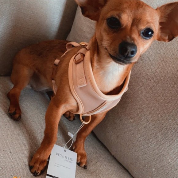 PETsRUS Premium No Pull Dog Harness 2 Leash Clips Beige Leather Neoprene Gold - Picture 7 of 8